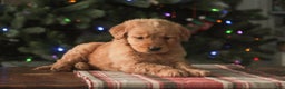 Golden Retriever dogs for sale: Sarge - AKC  - Ad 5