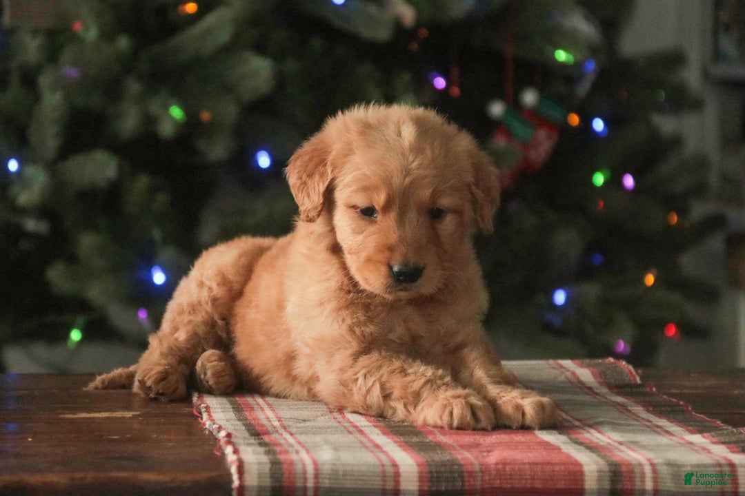 Golden Retriever dogs for sale: Sarge - AKC  - Ad 5