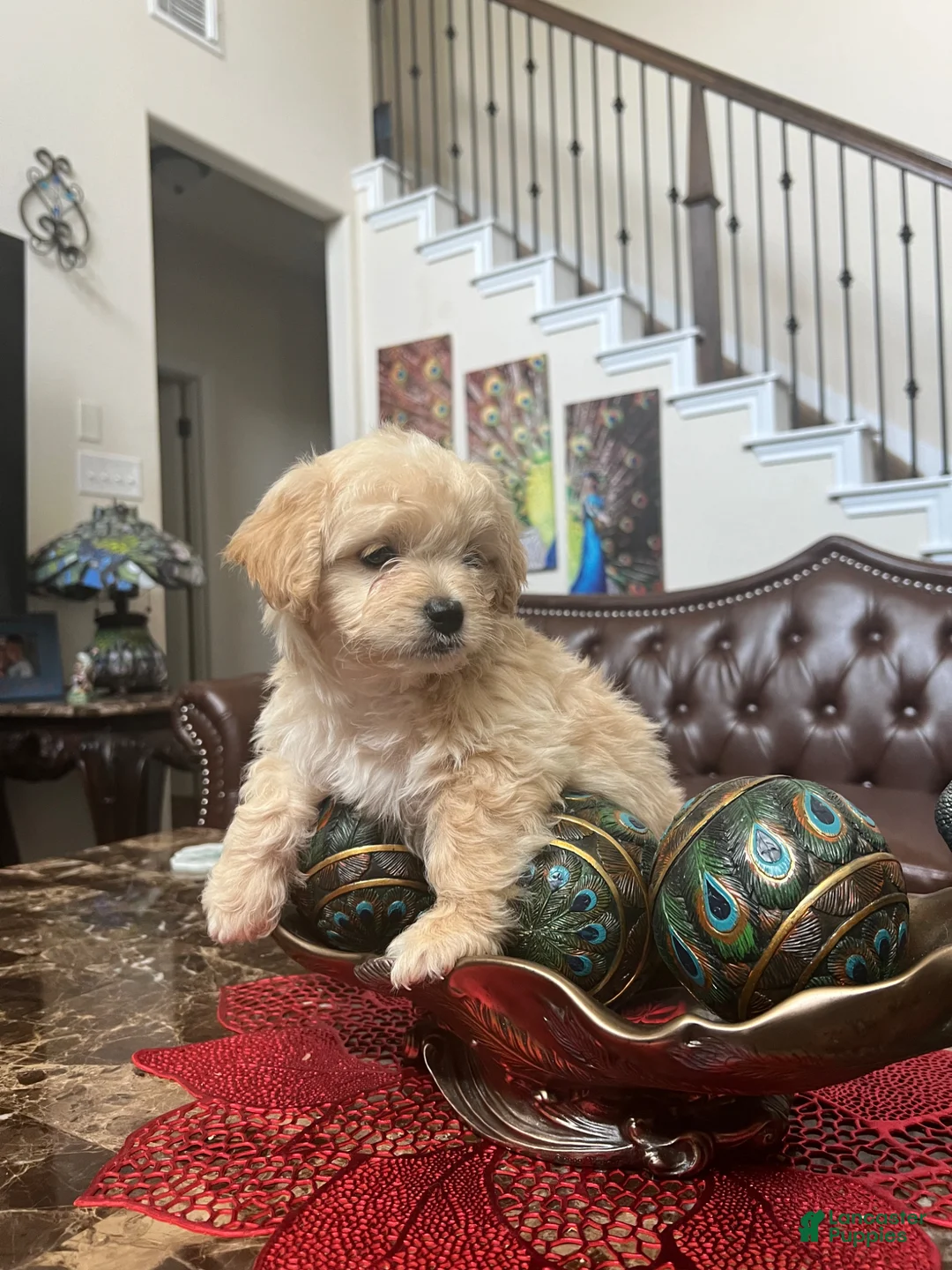 Maltipoo dogs for sale: Maltipoo Puppy 1 - Ad 1