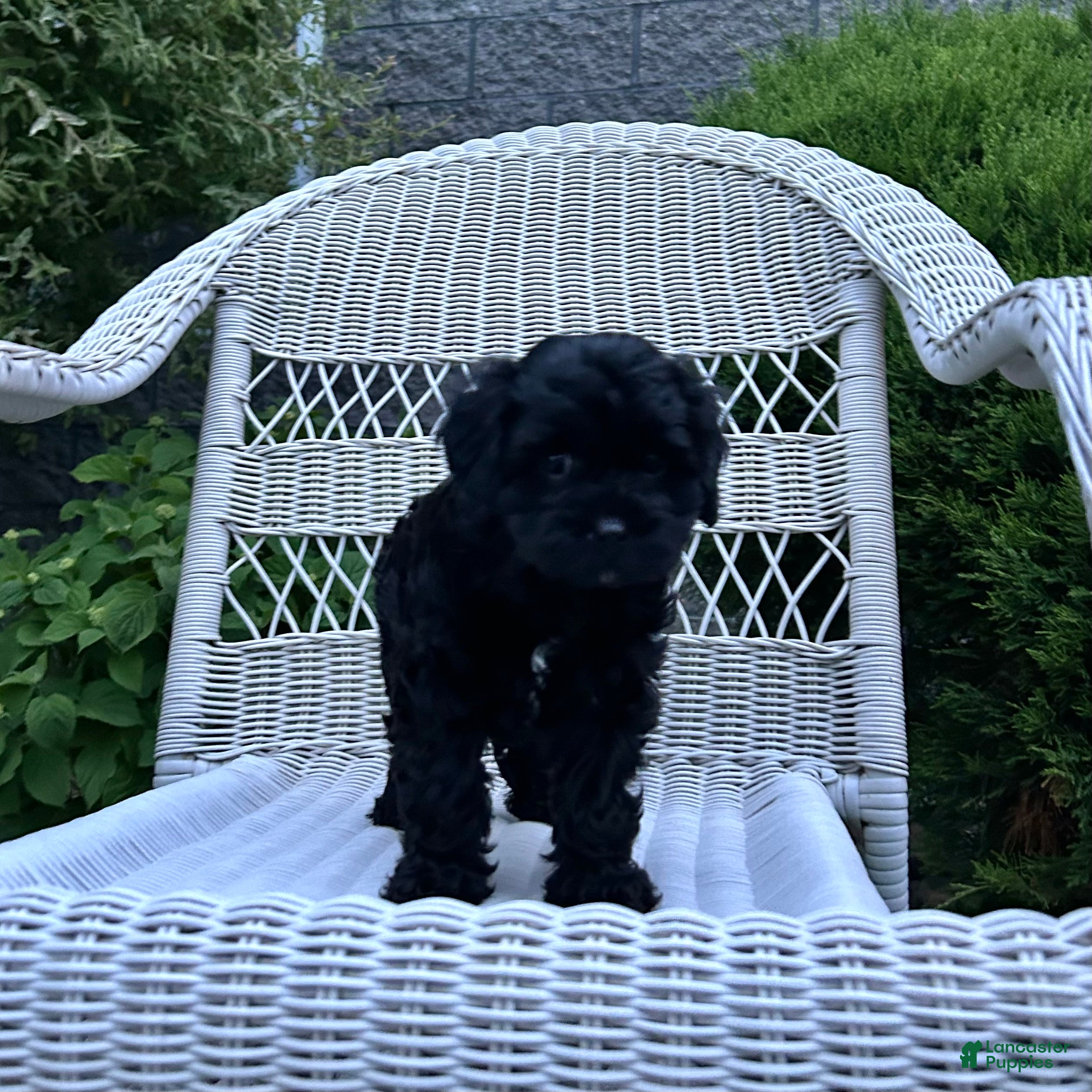 Cavapoo dogs Sophie - Ad 2