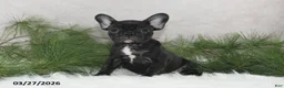 Frenchton dogs for sale: Franci - Ad 10