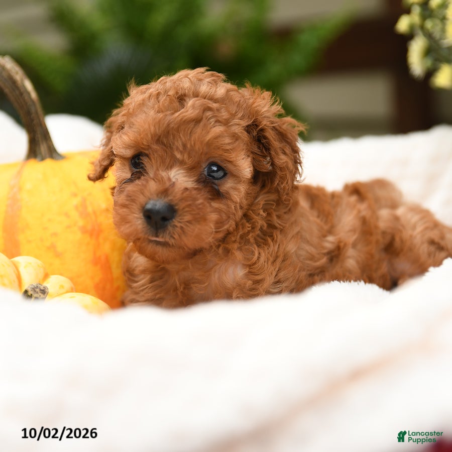 Toy Poodle dogs Curly  - Ad 2