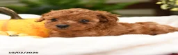 Toy Poodle dogs for sale: Curly  - Ad 2