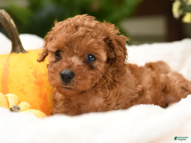 Toy Poodle dogs for sale: Curly - Ad 2