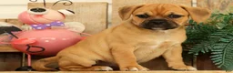 Puggle dogs for sale: Atlanta - Ad 4