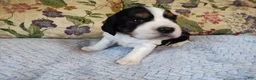 English Springer Spaniel dogs for sale: Amy - Ad 2