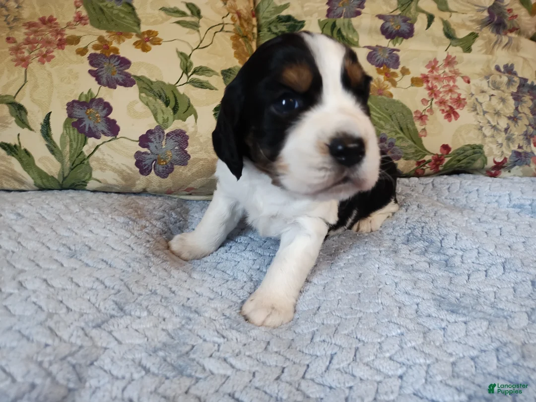 English Springer Spaniel dogs for sale: Amy - Ad 2