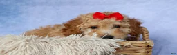 Miniature Poodle dogs for sale: WAYLON - Ad 18