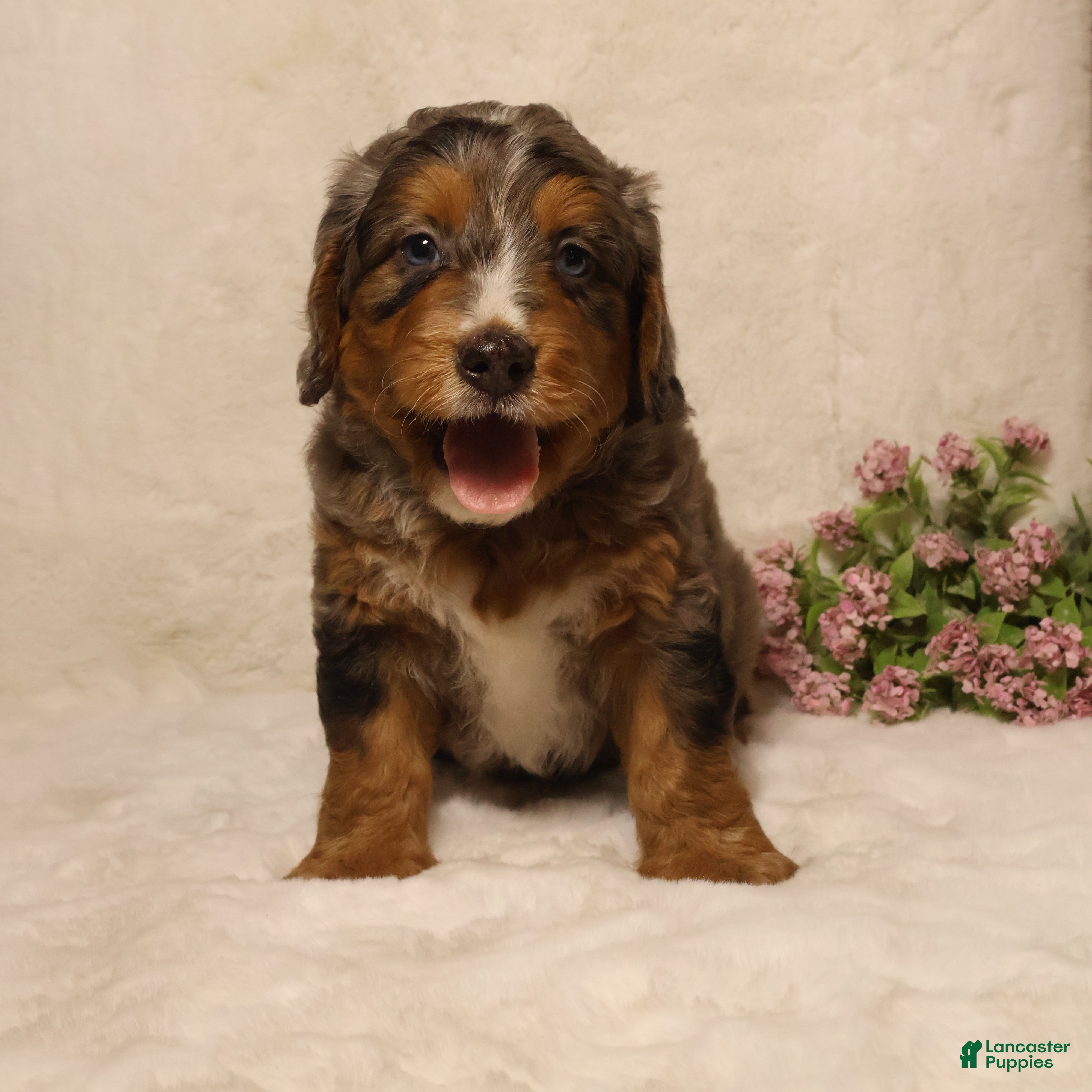Mini Bernedoodle dogs Rocky - Ad 2