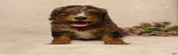 Mini Bernedoodle dogs for sale: Rocky - Ad 2