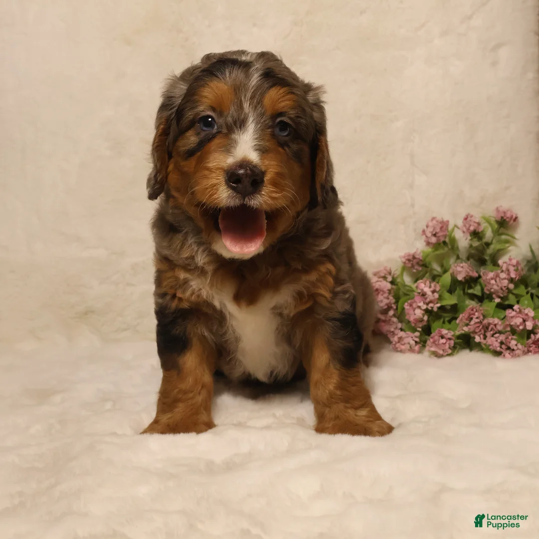 Mini Bernedoodle dogs for sale: Rocky - Ad 2