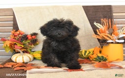 Mini Goldendoodle dogs for sale: Coconut - Image 3