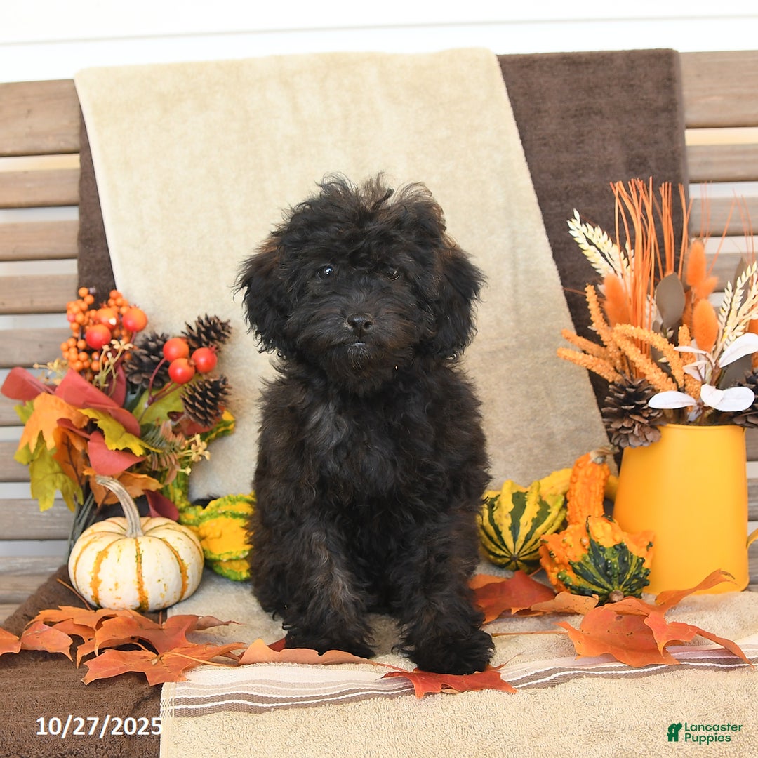 Mini Goldendoodle dogs for sale: Coconut - Image 3
