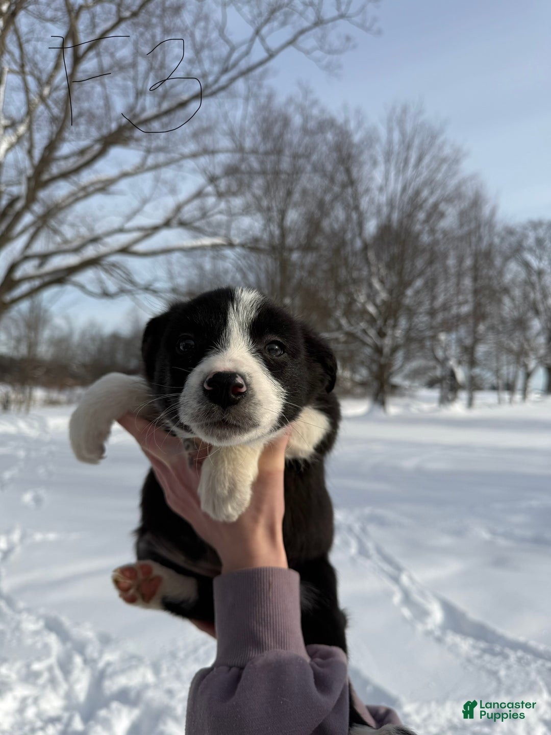 Border Collie dogs for sale: Female 3  - Ad 2