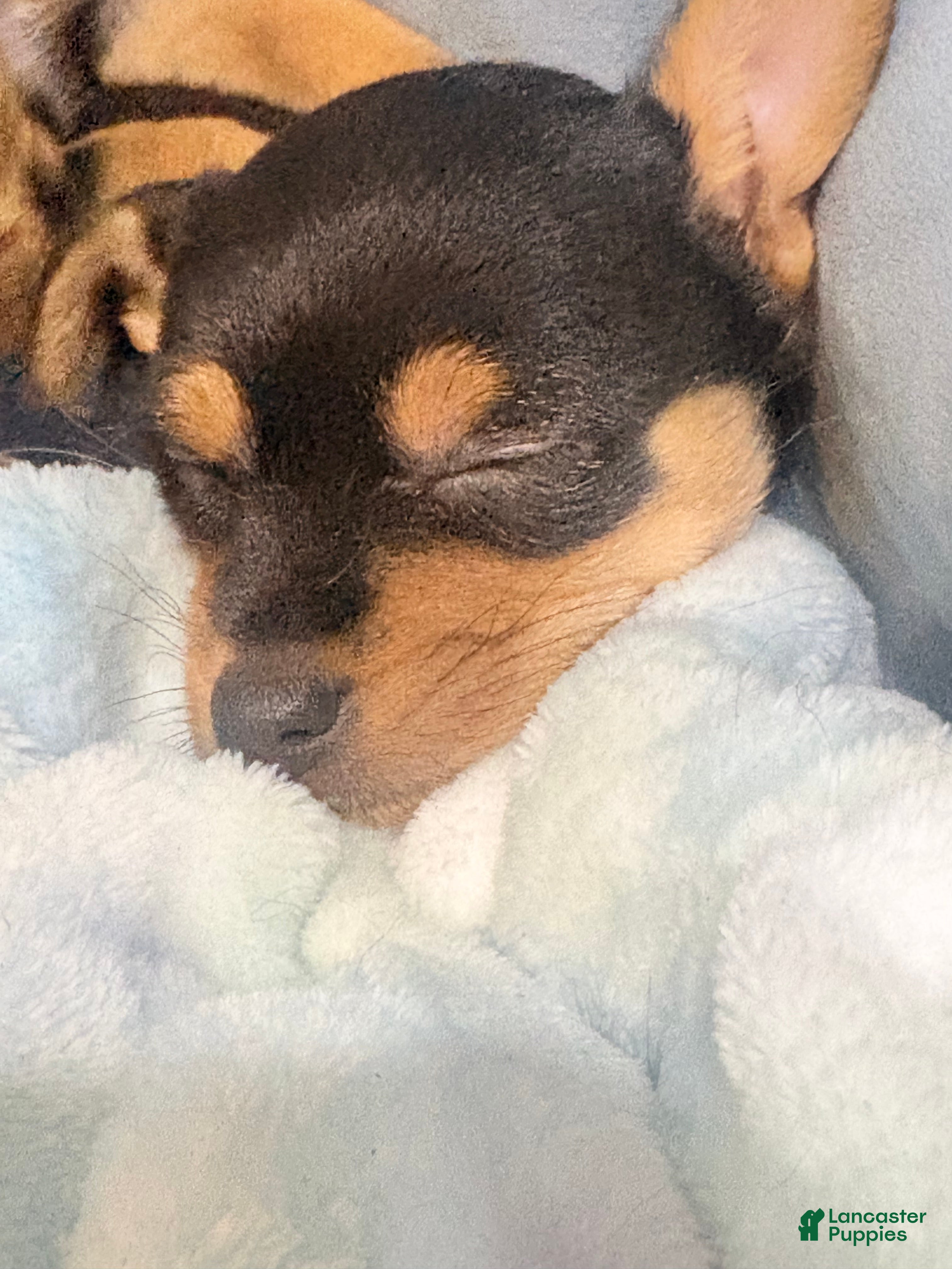Chorkie dogs Chorkie Puppy 1 - Ad 1