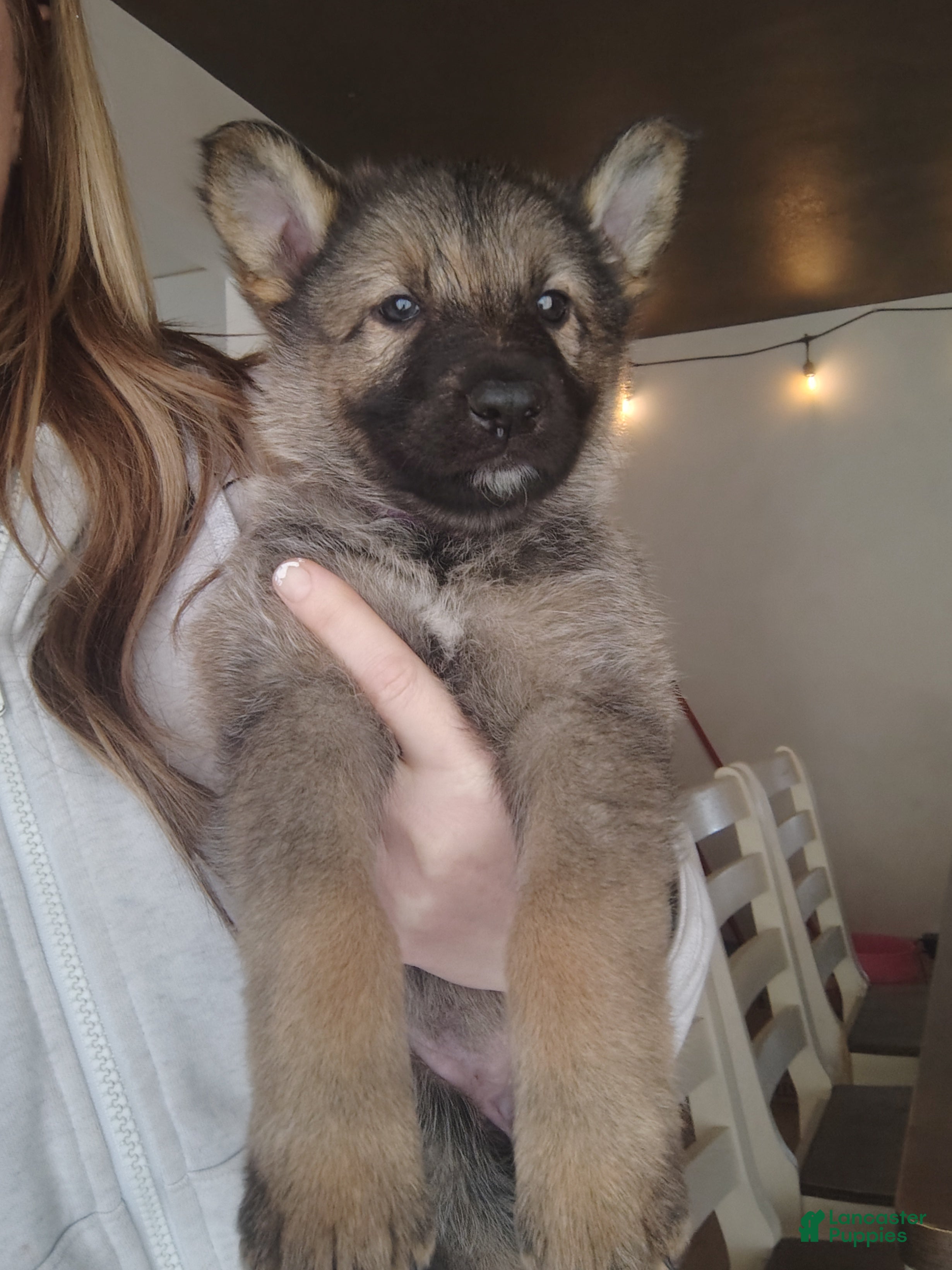 German Shepherd dogs Fern - Ad 2