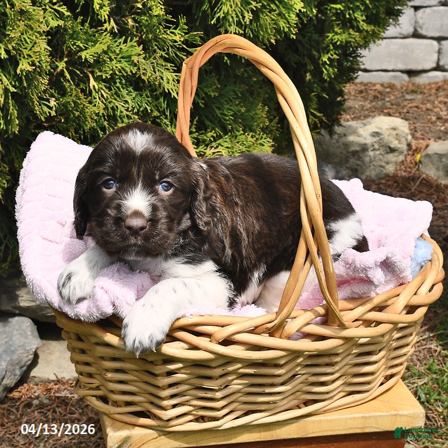 English Springer Spaniel dogs Elsa - Ad 1