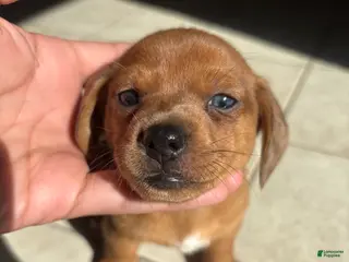 Dachshund dogs Dachshund Puppy 1 - Ad 3