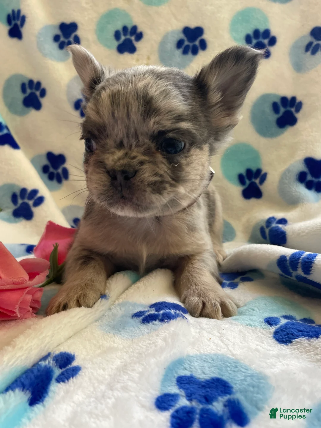 French Bulldog dogs for sale: Zane LONG HAIRED - Ad 4