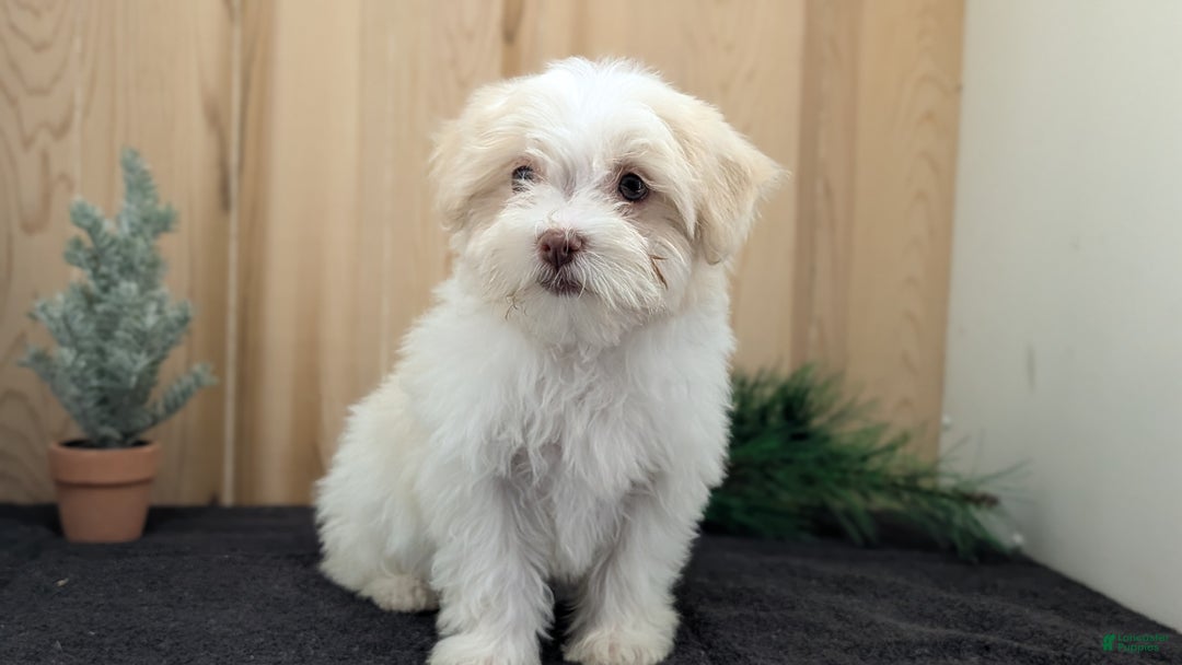 Havanese dogs for sale: Macy - Ad 3
