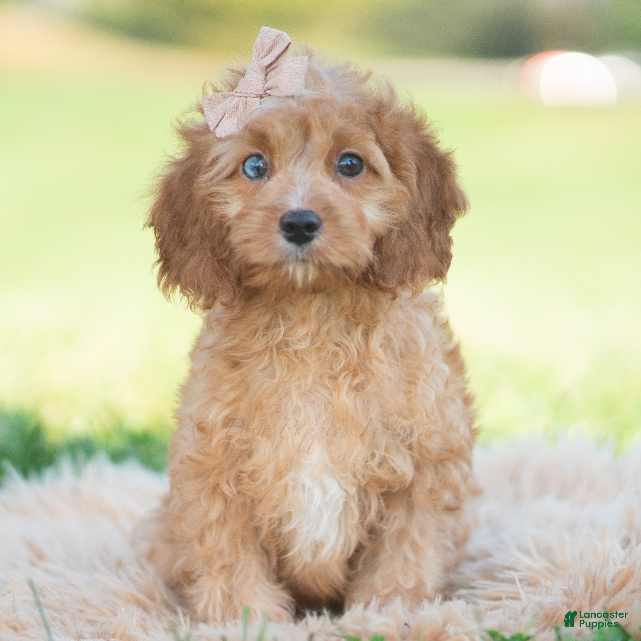 Cavapoo dogs for sale: Whiskey - Ad 15