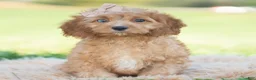 Cavapoo dogs for sale: Whiskey - Ad 1