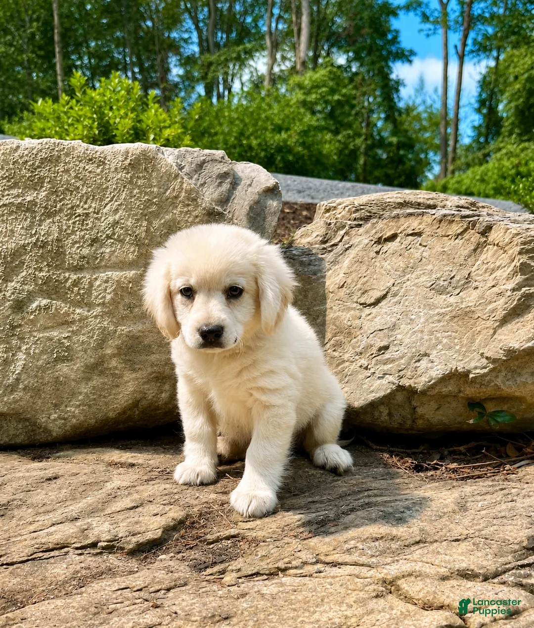 Mixed Breed dogs for sale: Sugar Baby❤️AKC Cocker Spaniel🐾American Eskimo🐶15lbs at Maturity - Ad 1