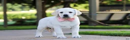 Labrador Retriever dogs for sale: Kathy - Ad 4