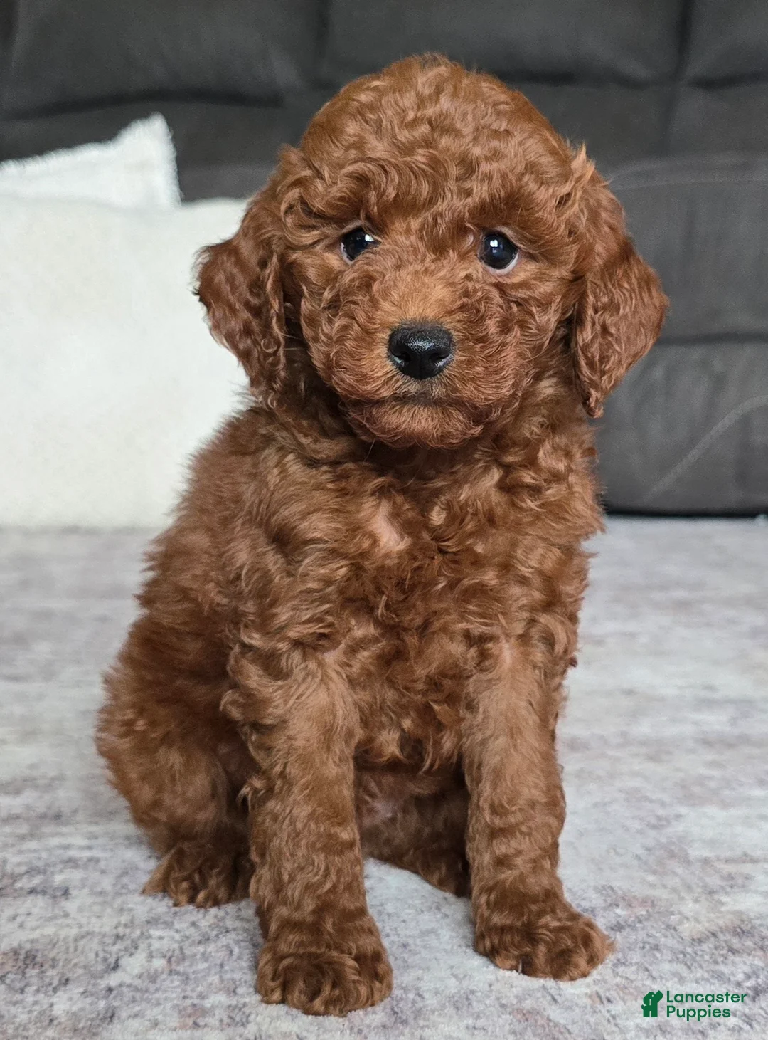Miniature Poodle dogs for sale: Cooper - Ad 2