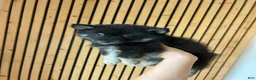 Pomsky dogs for sale: Oreo Micro/Teacup Pomsky - Ad 7