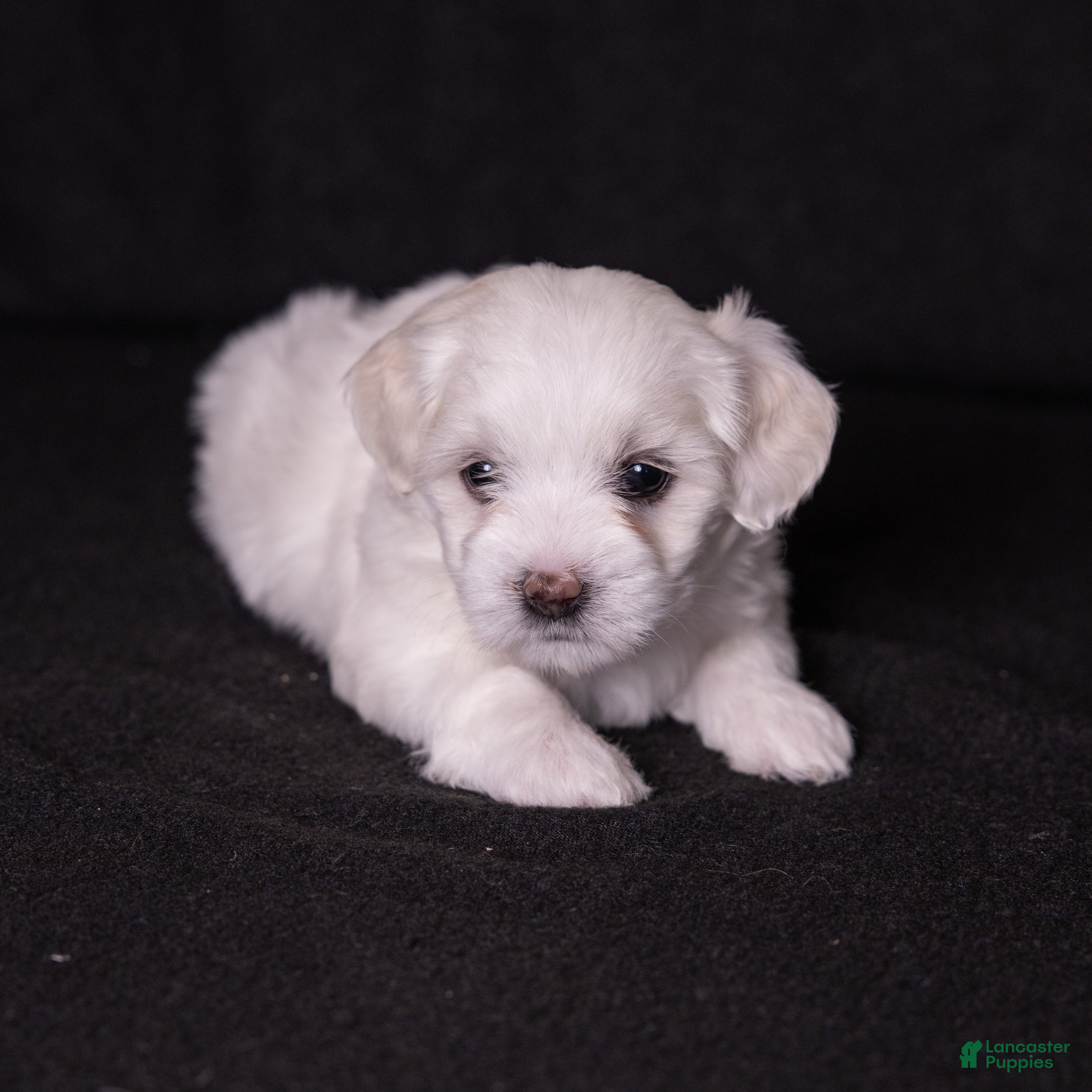 Coton De Tulear dogs Orchid  - Ad 2