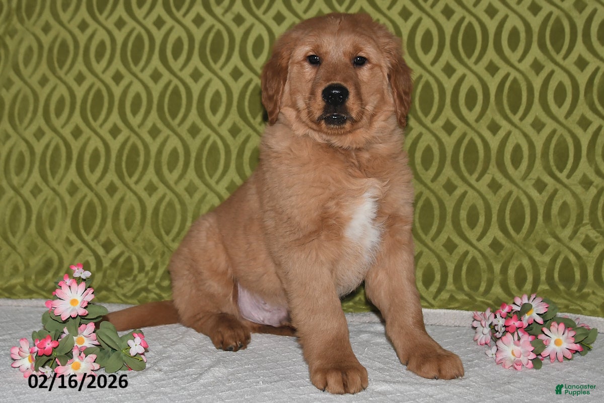 Golden Retriever dogs Rocket - Ad 1