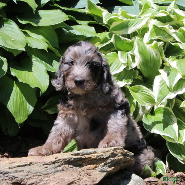 Irish Doodle dogs Marshal - Ad 1