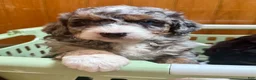 Mini Bernedoodle dogs for stud: Mini Bernadoodle Stud  - Ad 6