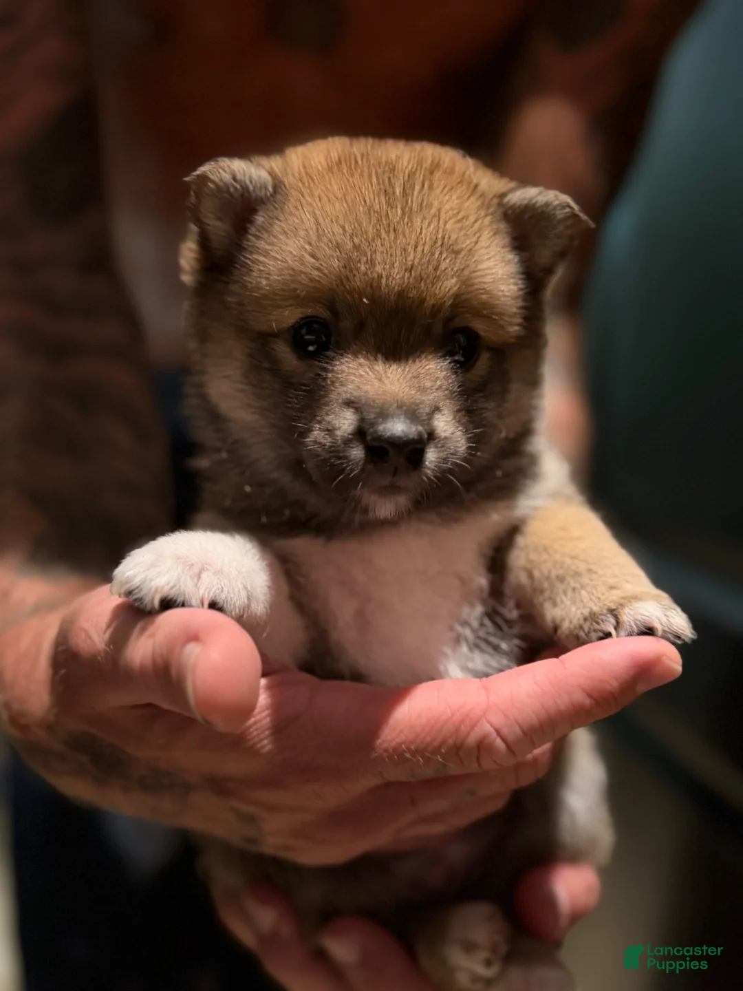 Mixed Breed dogs for sale: Koda - Ad 2