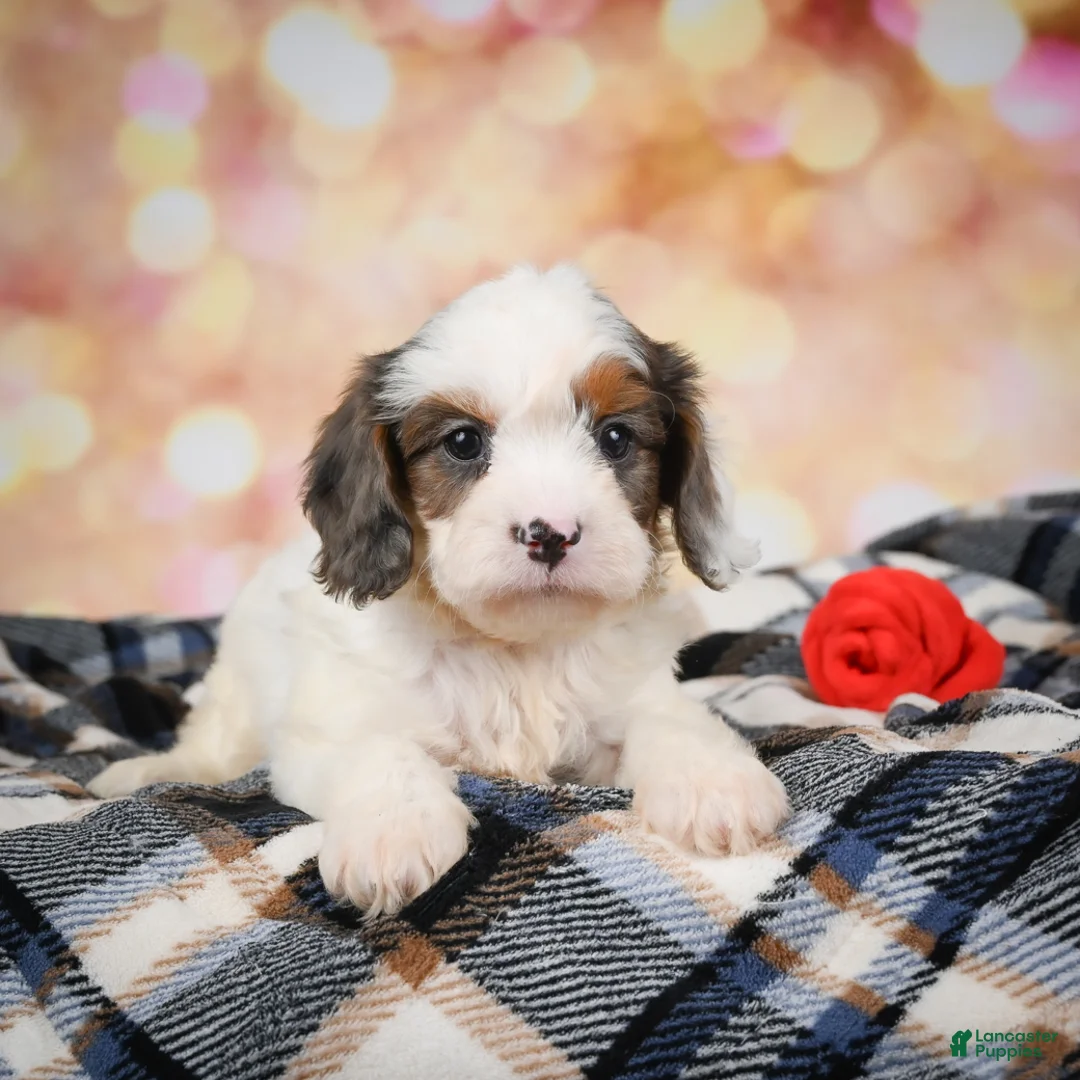 Cavapoo dogs for sale: Rowan - Ad 1