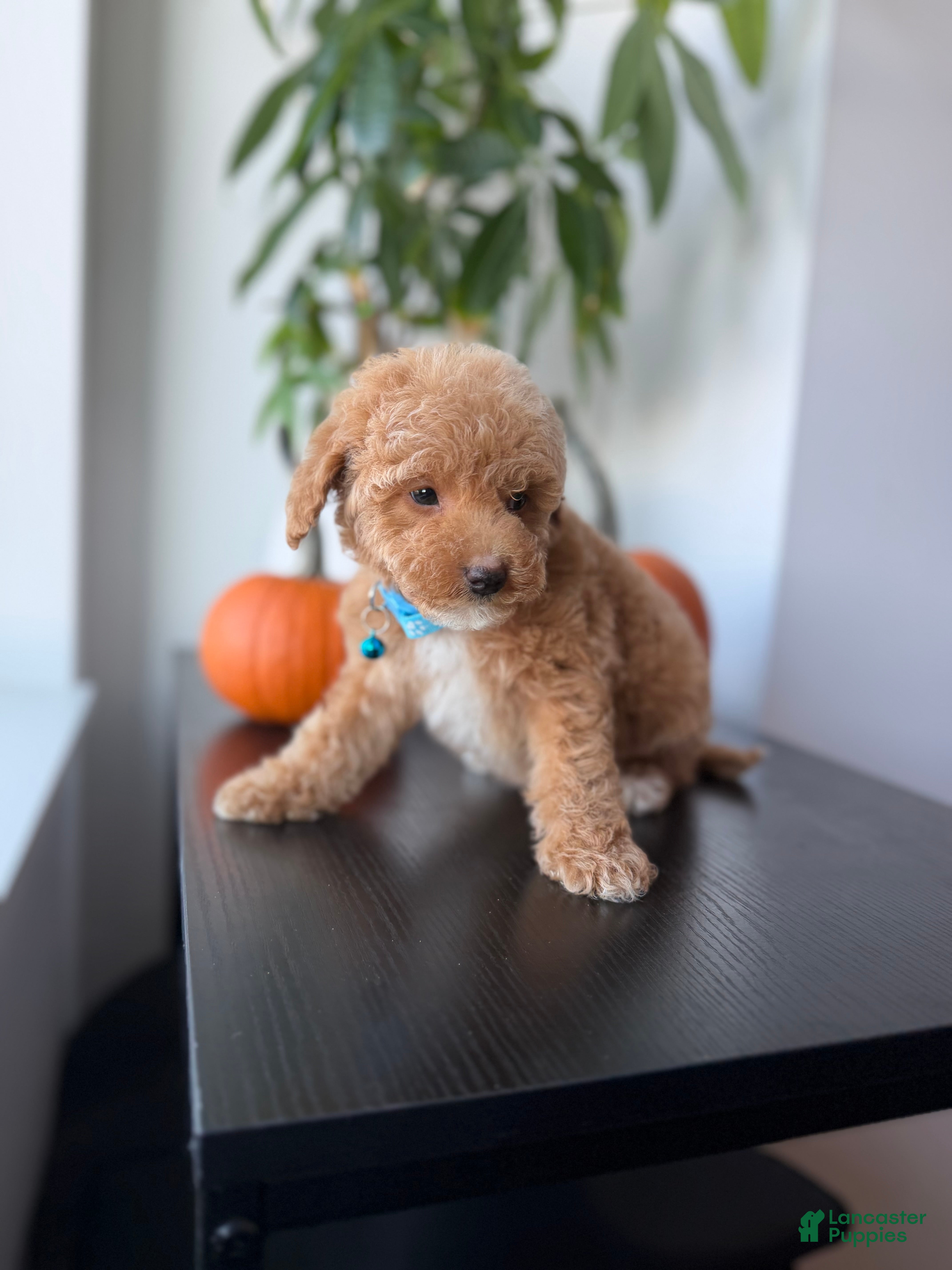 Toy Poodle dogs Gucci - Ad 2