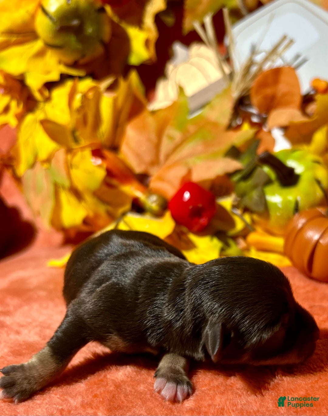 Miniature Schnauzer dogs for sale: Miniature Schnauzer Puppy 3 - Ad 7