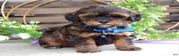 Shihpoo dogs for sale: Sterling  - Ad 5