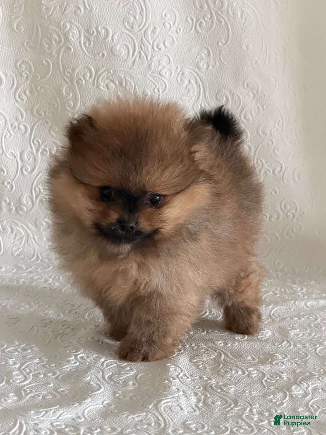 Pomeranian dogs for sale: Diva - Ad 3