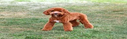 Cavapoo dogs for sale: Illius - Ad 5