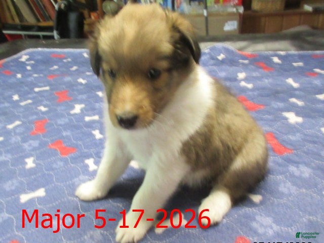 Shetland Sheepdog dogs Major Male - Ad 2