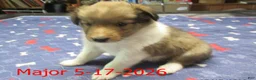 Shetland Sheepdog dogs for sale: Major Male - Ad 2