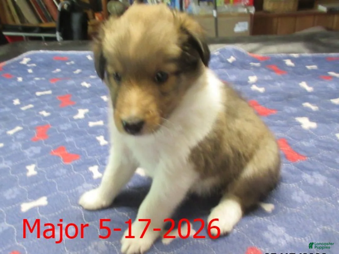 Shetland Sheepdog dogs for sale: Major Male - Ad 2