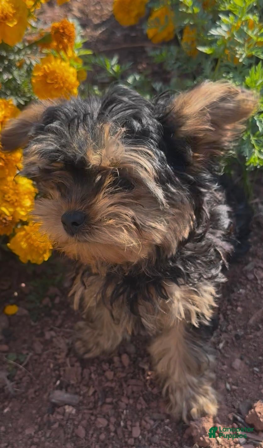 Yorkiepoo dogs for sale: Marble - Ad 1