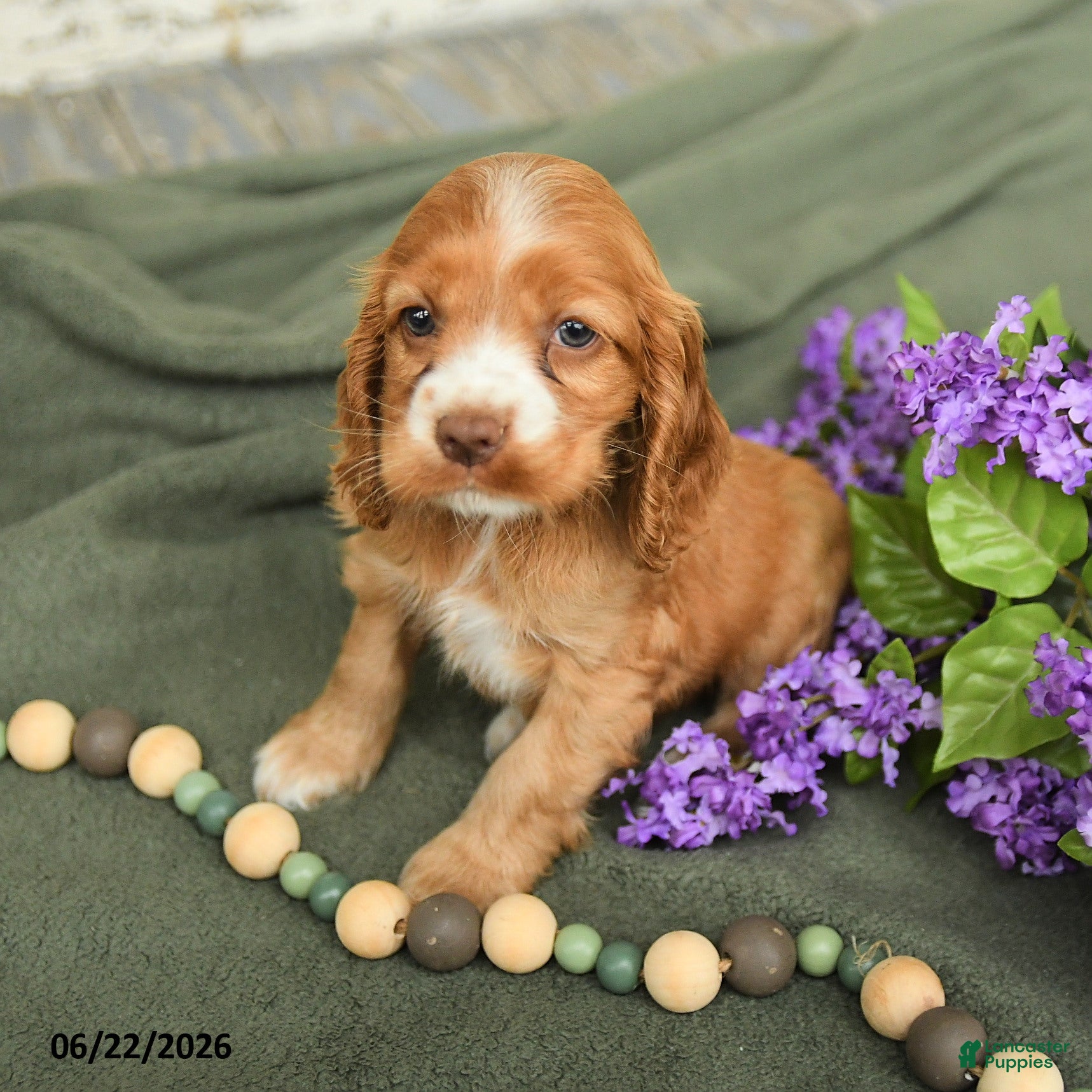 English Cocker Spaniel dogs Blossom - Ad 1
