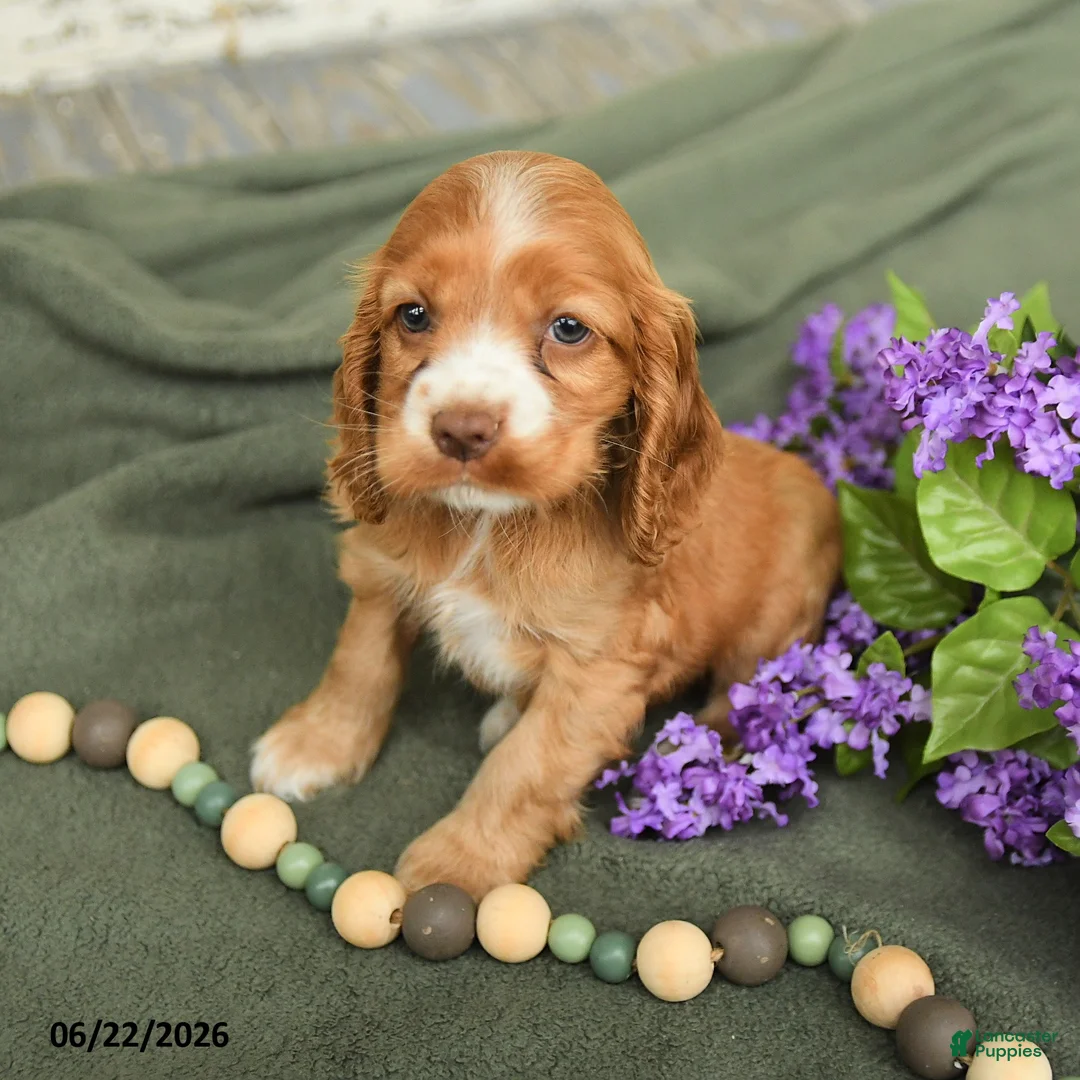 English Cocker Spaniel dogs for sale: Blossom - Ad 1