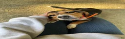 Beagle dogs for sale: Rumi - Ad 4