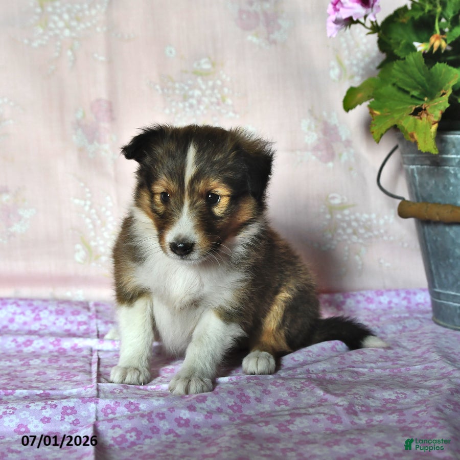 Shetland Sheepdog dogs Mistletoe - Ad 2