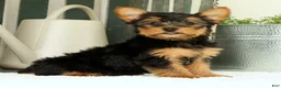 Yorkshire Terrier dogs for sale: Zeke - Ad 2